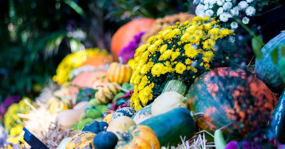 Les couleurs des citrouilles : Que signifient-elles ?