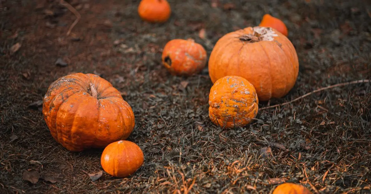 Comment planter et entretenir vos citrouilles pour Halloween