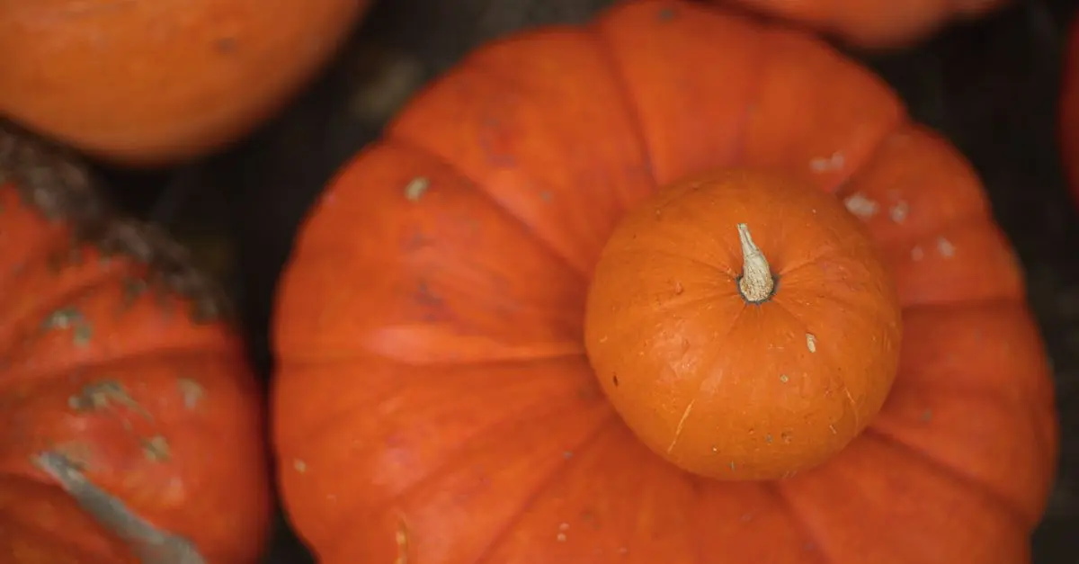 Comparatif : Citrouilles biologiques vs conventionnelles