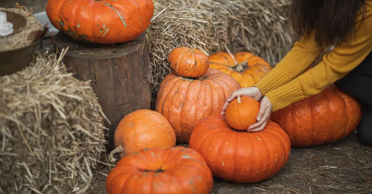Comparatif : Citrouilles naturelles vs artificielles