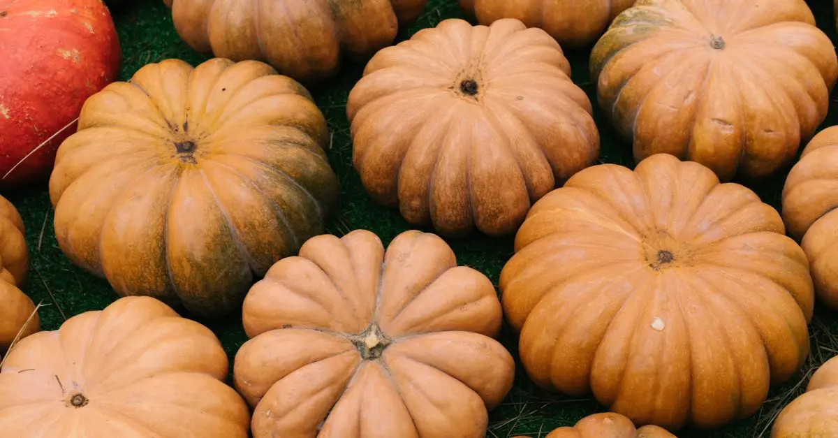 Comment cultiver la parfaite citrouille d'Halloween