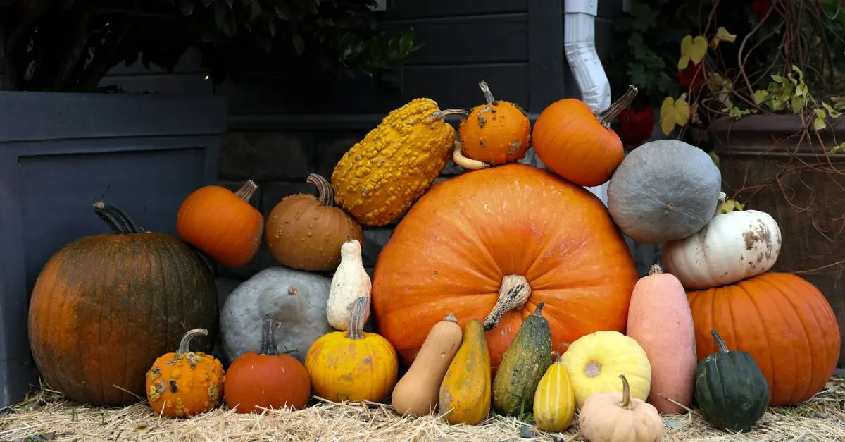 Les différentes variétés de citrouilles : Guide complet