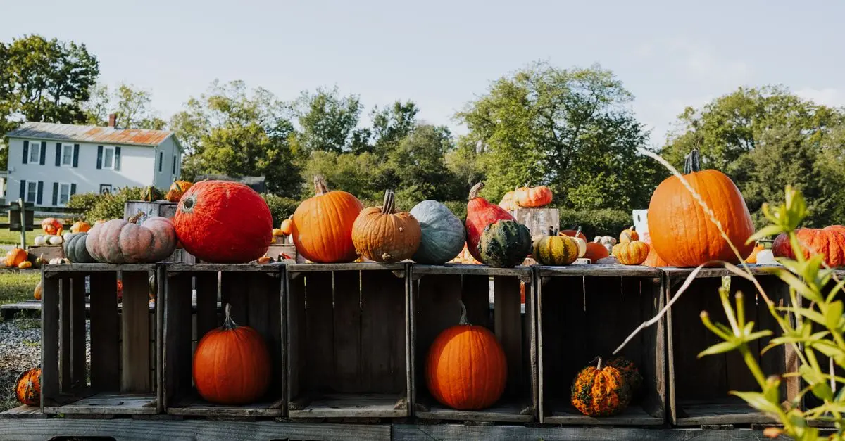 Les citrouilles et leurs symboliques dans différentes cultures