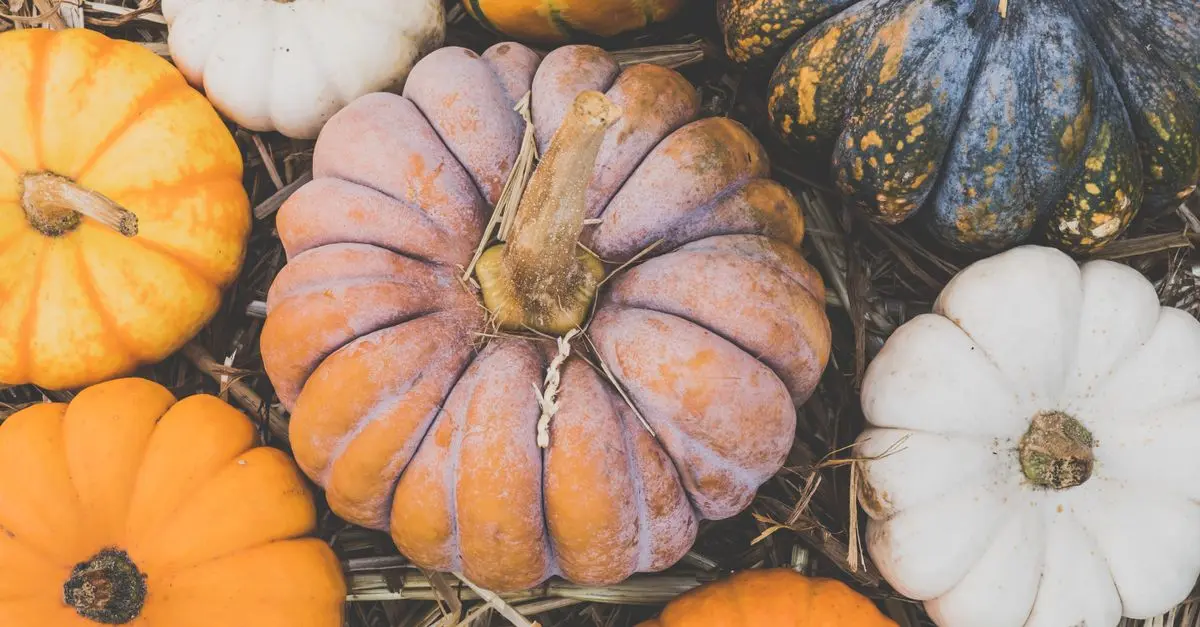 Citrouilles comestibles : Nos variétés préférées