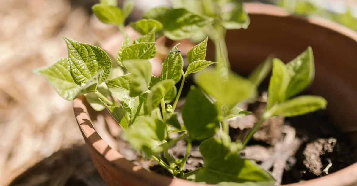 Citrouilles en pot : Oui c'est possible !