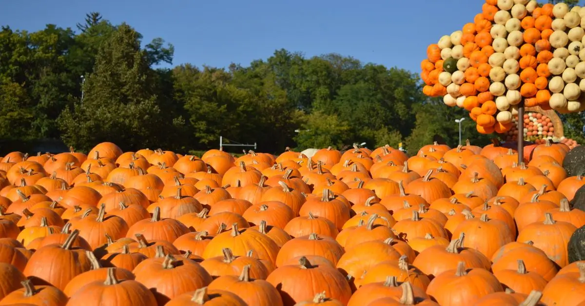 Les bienfaits cachés des citrouilles et comment les utiliser