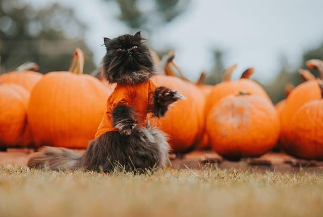 La symbolique des citrouilles et fantômes dans les traditions