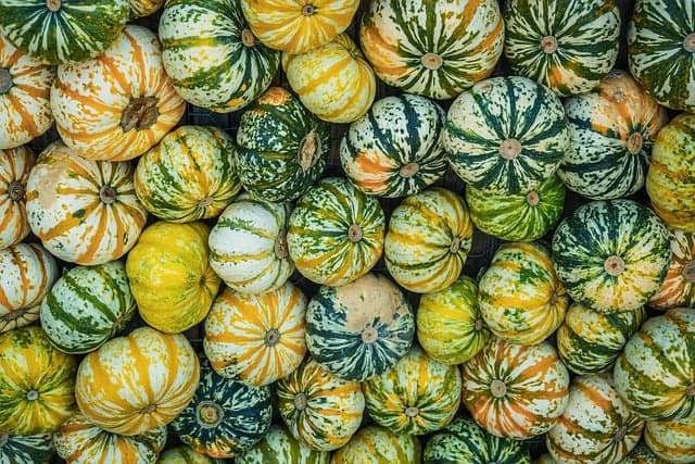 Les différentes variétés de citrouilles à découvrir